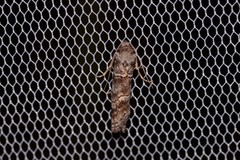 Calathusa hypotherma