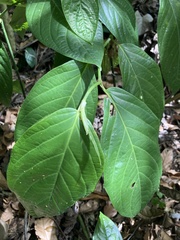 Piper glabrescens