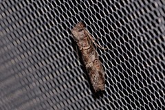 Calathusa hypotherma