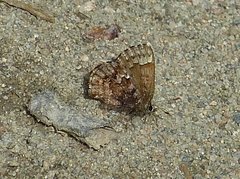Callophrys lanoraieensis