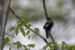 Myrmecocichla arnotti