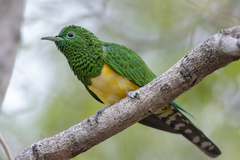 Chrysococcyx cupreus