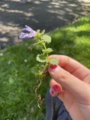 Glechoma hederacea
