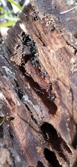 Camponotus vagus