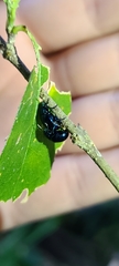 Chrysomelidae