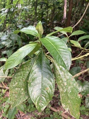Palicourea brachiata