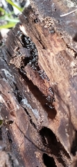 Camponotus vagus