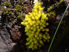 Racomitrium ryszardii