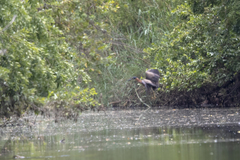 Gorsachius leuconotus