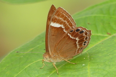 Abisara echerius