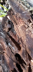 Camponotus vagus