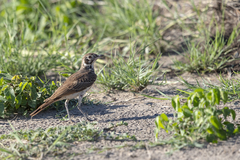 Pinarocorys nigricans