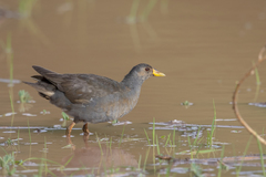 Paragallinula angulata