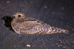 Caprimulgus vexillarius