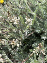 Astragalus lyallii