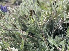 Astragalus lyallii