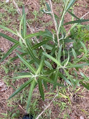 Pterocaulon virgatum