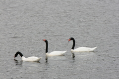 Cygnus melancoryphus