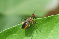Rhynocoris mendicus