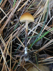 Conocybe nemoralis