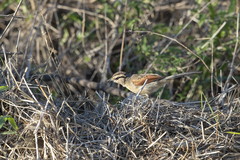 Tchagra australis australis