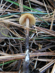 Conocybe nemoralis