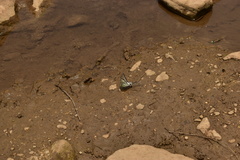 Protographium epidaus epidaus