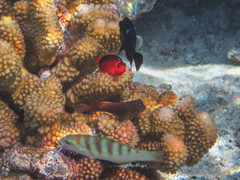 Cirripectes variolosus