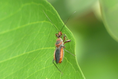 Rhynocoris mendicus