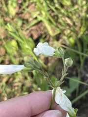 Penstemon oklahomensis