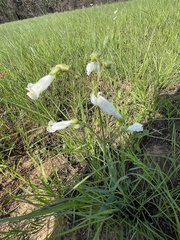 Penstemon oklahomensis