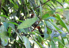 Pterorhinus mitratus