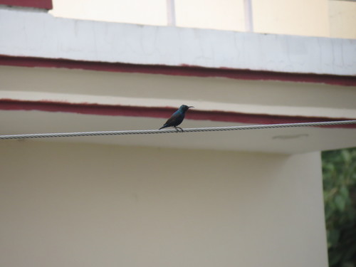 Purple Sunbird