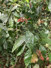 Palicourea crocea