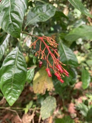 Palicourea crocea