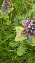 Eucera