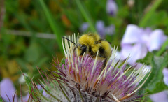 Bombus flavifrons