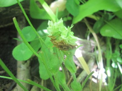 Trifolium kentuckiense
