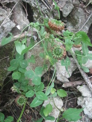 Trifolium kentuckiense