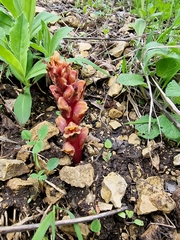 Orobanche colorata