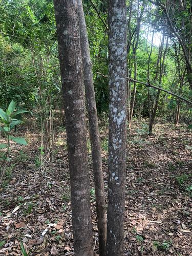 Albizia zygia