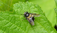 Volucella bombylans