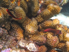 Cirripectes variolosus