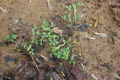 Medicago