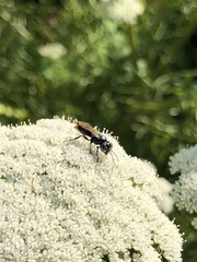 Tachysphex terminatus