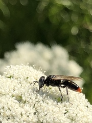 Tachysphex terminatus