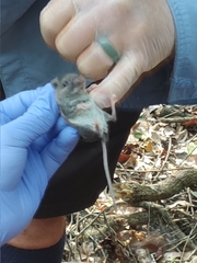 Peromyscus gossypinus