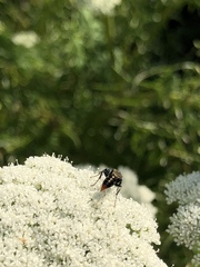 Tachysphex terminatus