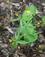 Ranunculus cassubicus