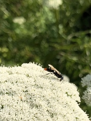 Tachysphex terminatus